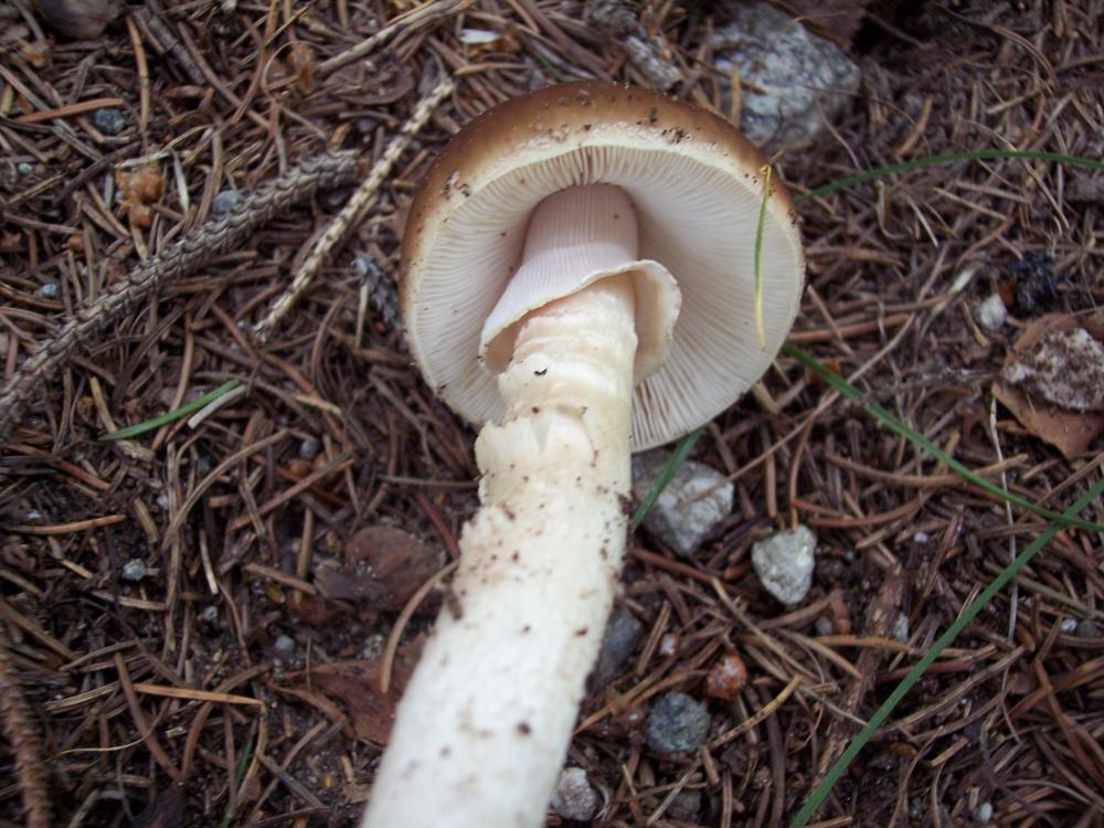 Finalmente funghi in valle (aosta)